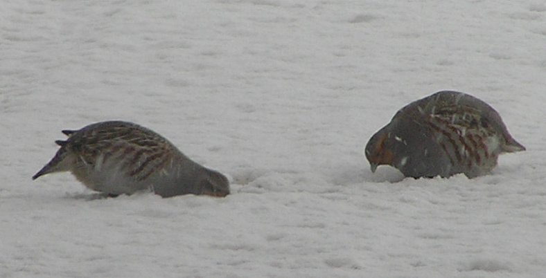 Hungarian partridge; DISPLAY FULL IMAGE.