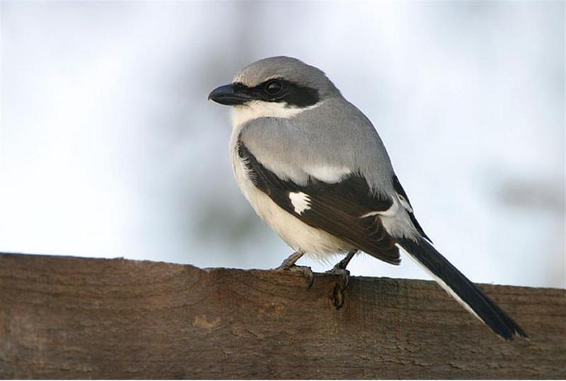 Shrike; DISPLAY FULL IMAGE.