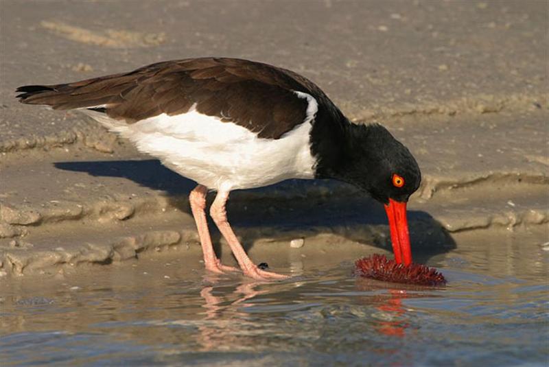 Oystercatcher; DISPLAY FULL IMAGE.