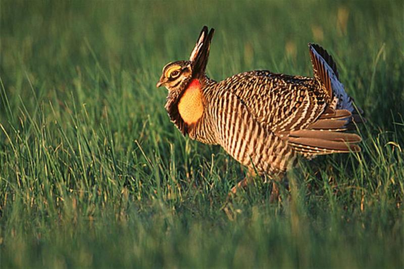 Prairie Chicken; DISPLAY FULL IMAGE.