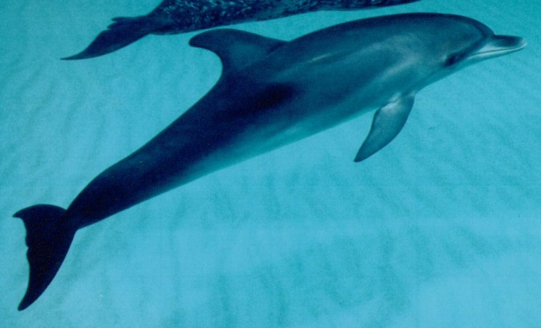 Dolphins; DISPLAY FULL IMAGE.