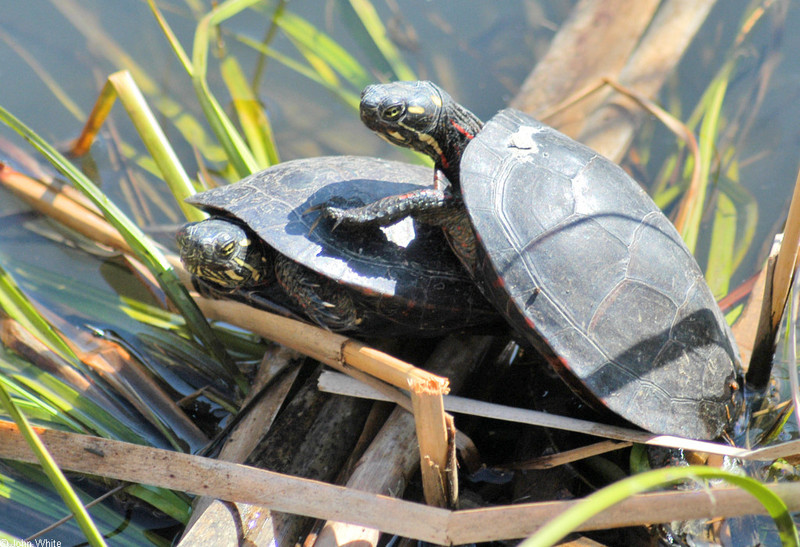 Late Winter Critters - Eastern Painted Turtle (Chrysemys picta picta)184; DISPLAY FULL IMAGE.