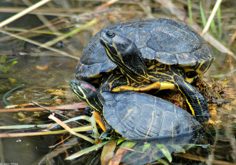 Late Winter Critters - Red-eared Slider with Yellow-bellied Slider; DISPLAY FULL IMAGE.