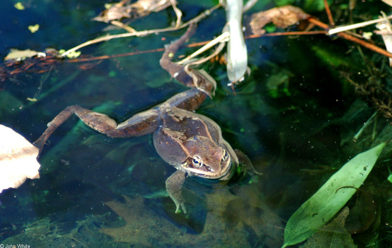 Late Winter Critters - Wood Frog (Rana sylvatica); DISPLAY FULL IMAGE.