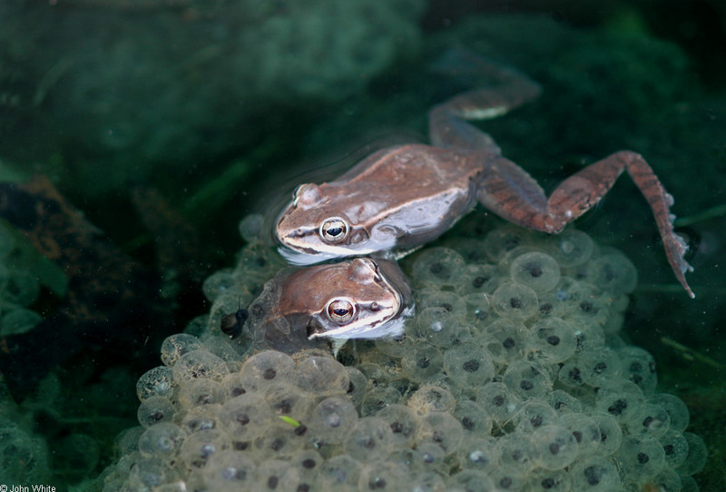 Late Winter Critters - Wood Frog (Rana sylvatica)172; DISPLAY FULL IMAGE.