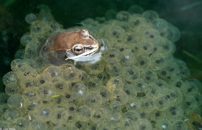 Late Winter Critters - Wood Frog (Rana sylvatica)173; DISPLAY FULL IMAGE.