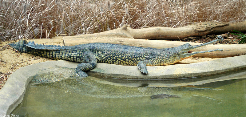 Gharial (Gavialis gangeticus); DISPLAY FULL IMAGE.