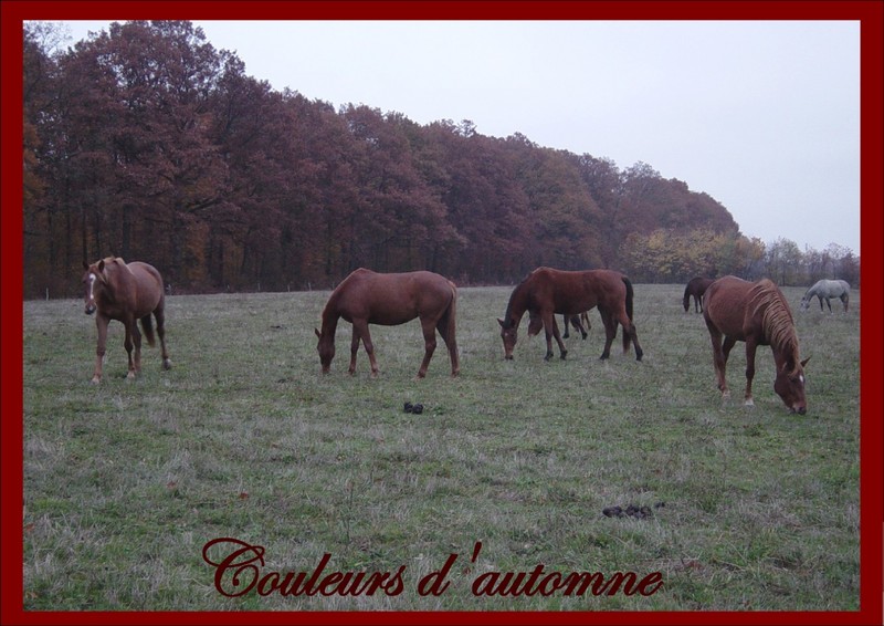 Couleurs d'automne; DISPLAY FULL IMAGE.