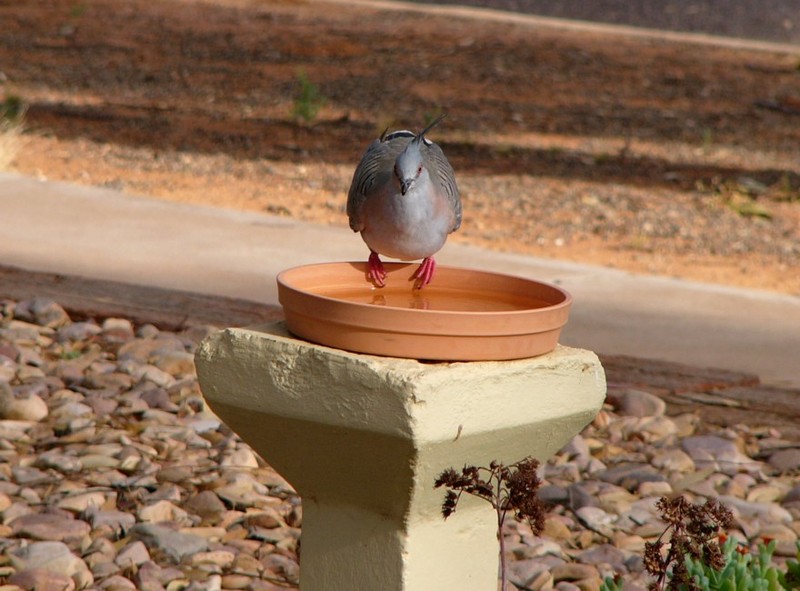 pigeon toed...; DISPLAY FULL IMAGE.