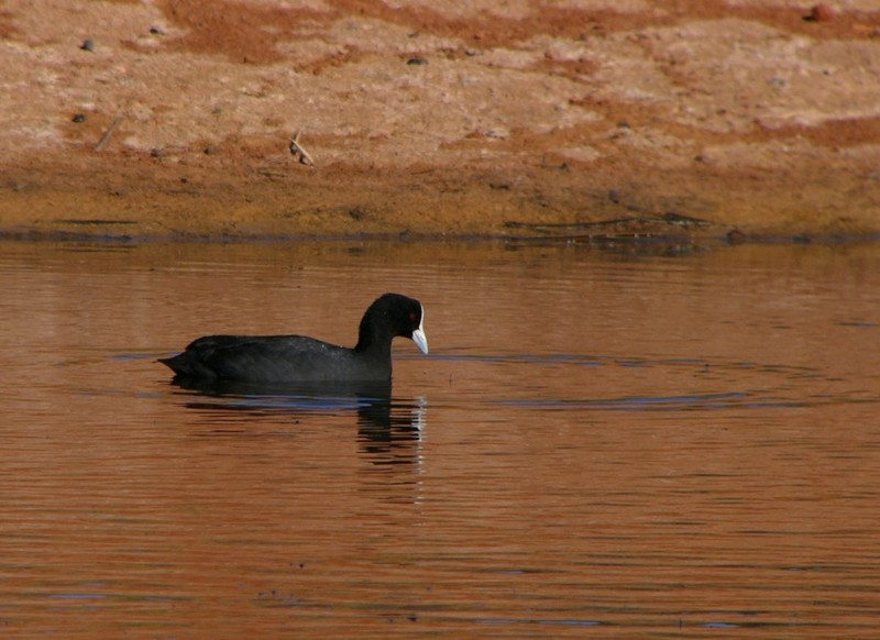 Coot rings...; DISPLAY FULL IMAGE.