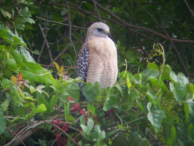 Bird of prey; DISPLAY FULL IMAGE.