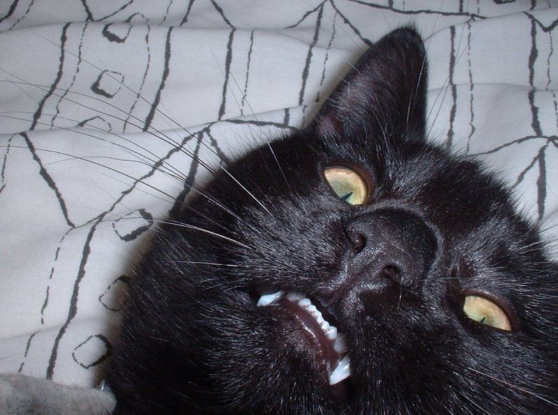 Black cat; DISPLAY FULL IMAGE.