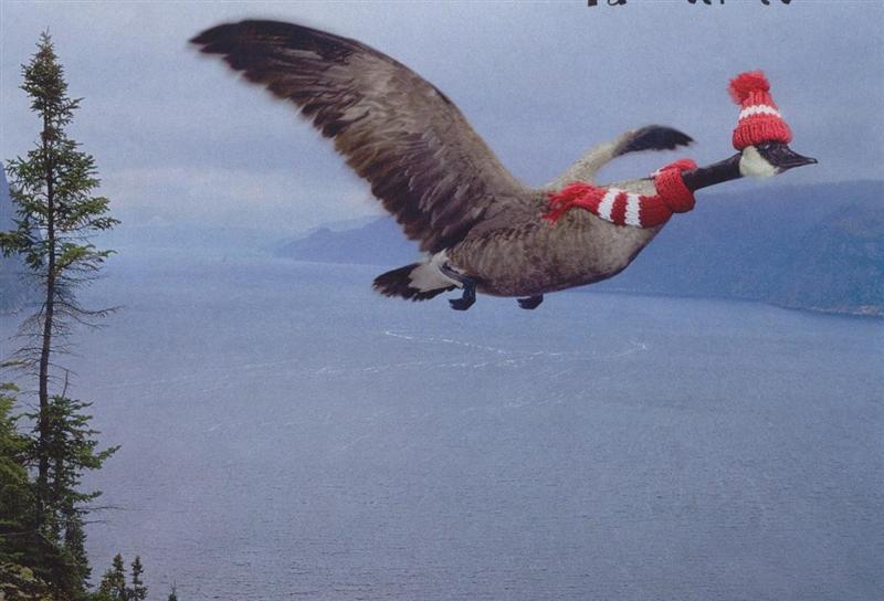 Prevent bird flu; DISPLAY FULL IMAGE.