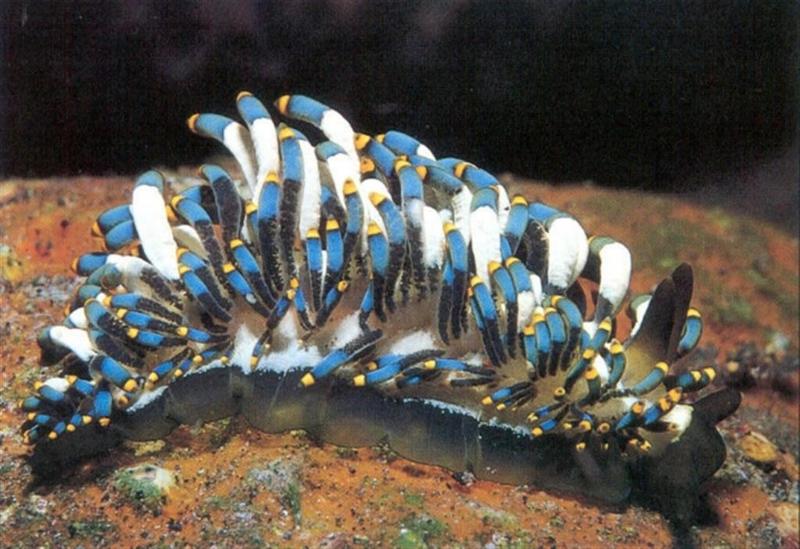 In Da Sea - Sea Slug?; DISPLAY FULL IMAGE.