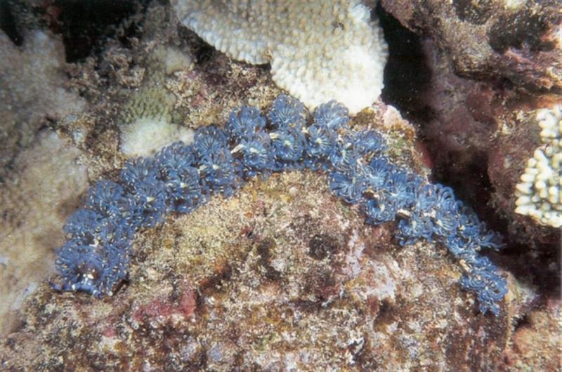 In Da Sea - Giant Clam?; DISPLAY FULL IMAGE.
