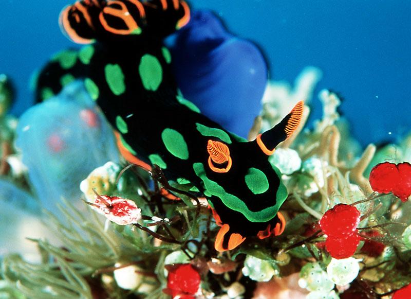 In Da Sea - Nudibranch; DISPLAY FULL IMAGE.