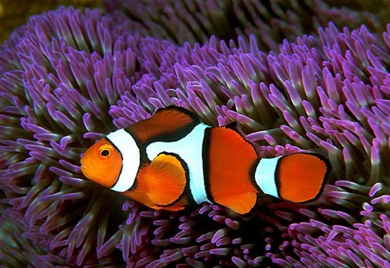 In Da Sea - Clownfish; DISPLAY FULL IMAGE.