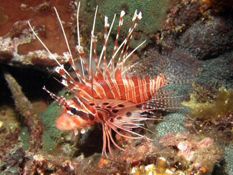 In Da Sea - Lionfish; DISPLAY FULL IMAGE.