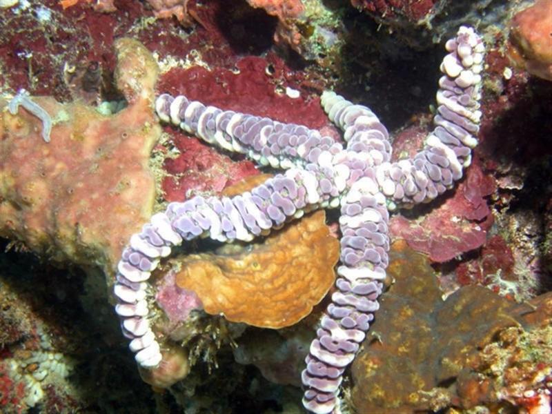 In Da Sea - Sea Star; DISPLAY FULL IMAGE.