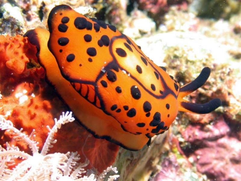 In Da Sea - Conch?; DISPLAY FULL IMAGE.