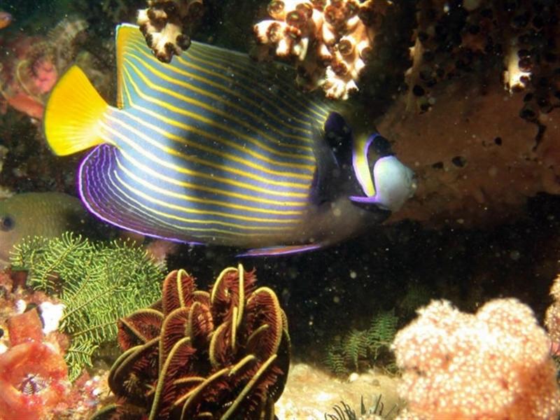 In Da Sea - Emperor Angelfish; DISPLAY FULL IMAGE.