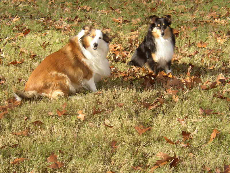 pets; DISPLAY FULL IMAGE.