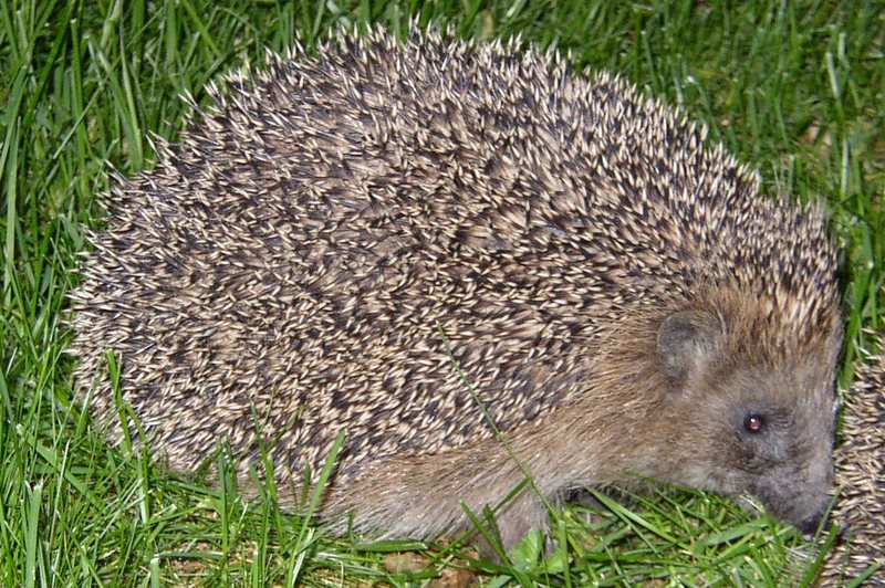 Hedgehog; DISPLAY FULL IMAGE.