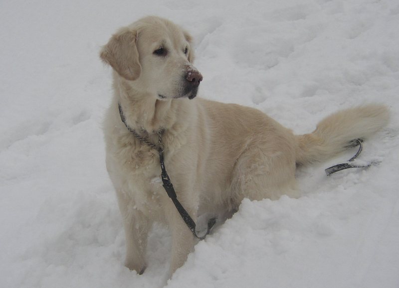Golden retriever Bonnie; DISPLAY FULL IMAGE.