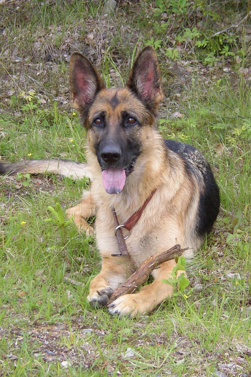 German Shepherd Lona; DISPLAY FULL IMAGE.