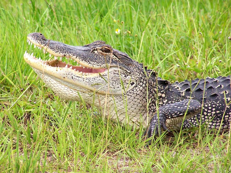 alligator in orlando; DISPLAY FULL IMAGE.