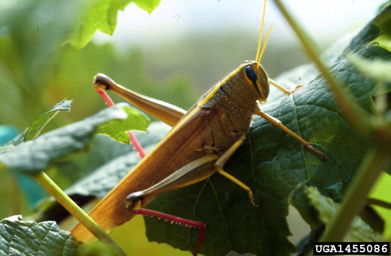 Green Bird Grasshopper (Schistocerca alutacea) {!--북미산 메뚜기류-->; DISPLAY FULL IMAGE.