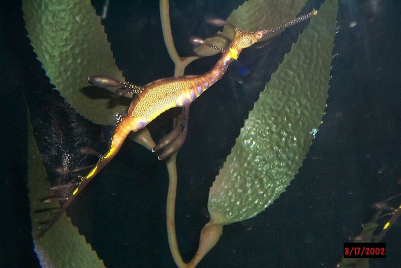 Weedy Sea Dragon; DISPLAY FULL IMAGE.