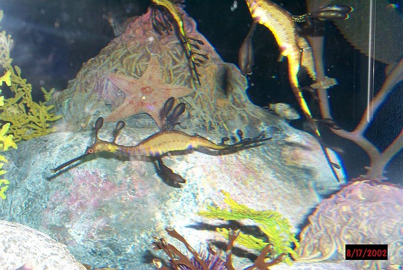 Weedy Sea Dragons; DISPLAY FULL IMAGE.