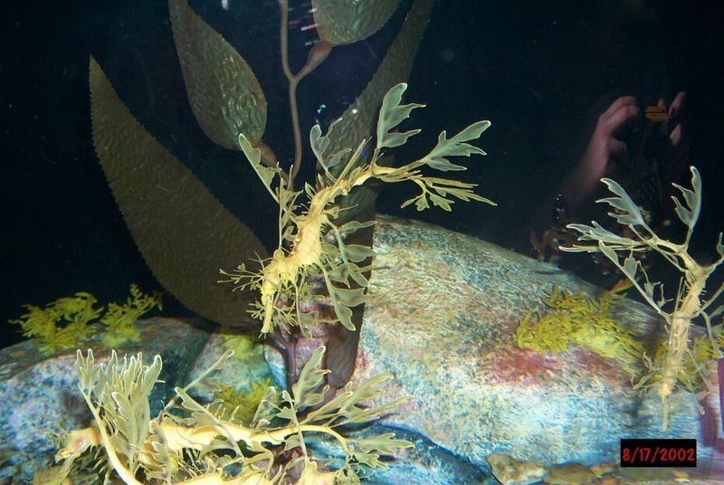 Leafy Sea Dragons; DISPLAY FULL IMAGE.
