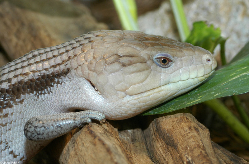 Northern Blue Tongue Skink  (Tiliqua scincoides intermedia); DISPLAY FULL IMAGE.