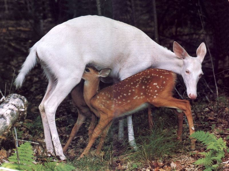 albino doe suckling; DISPLAY FULL IMAGE.