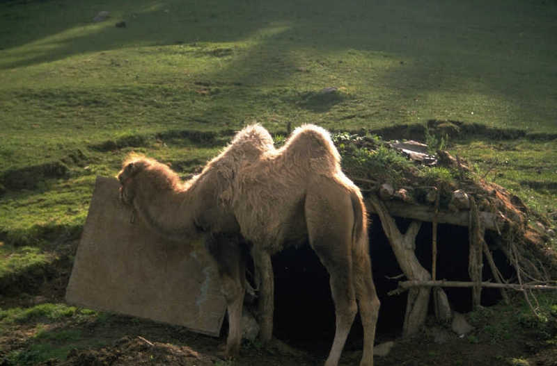 Double Humps; DISPLAY FULL IMAGE.