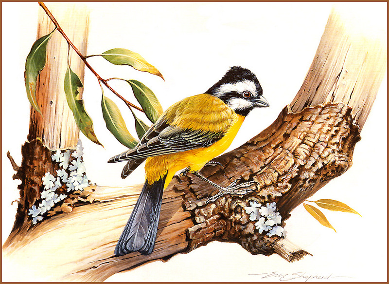 Eric Shepherd - Crested Shrike Tit; DISPLAY FULL IMAGE.