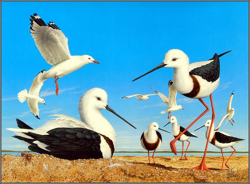 Eric Shepherd - Banded Stilt; DISPLAY FULL IMAGE.