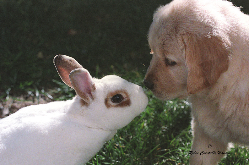 Bunny Puppy; DISPLAY FULL IMAGE.