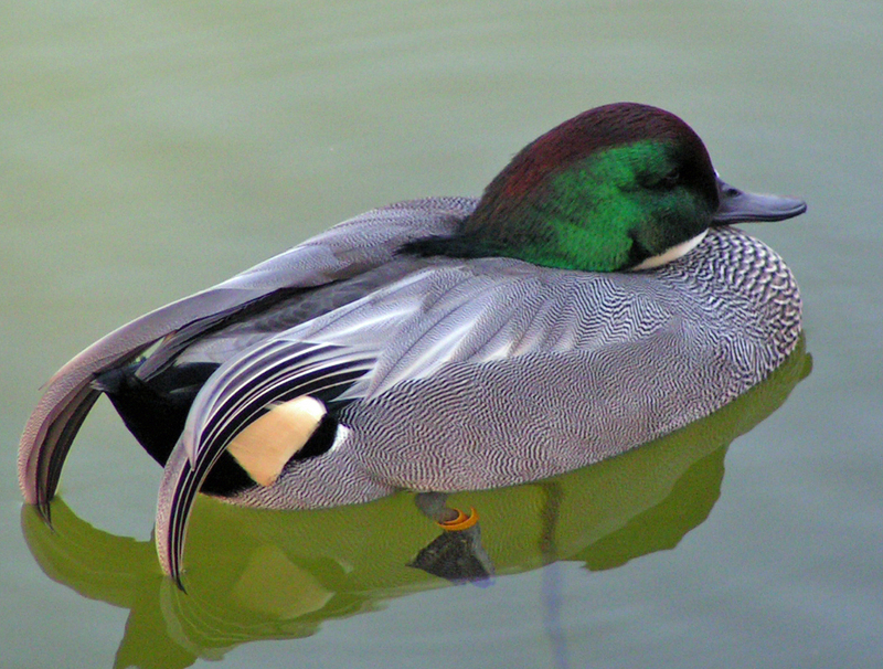 zoo animals; DISPLAY FULL IMAGE.