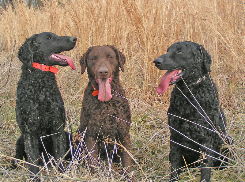 three curly coated retrievers int he field; DISPLAY FULL IMAGE.