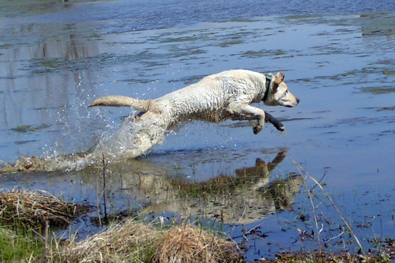 labrador retriever at work; DISPLAY FULL IMAGE.