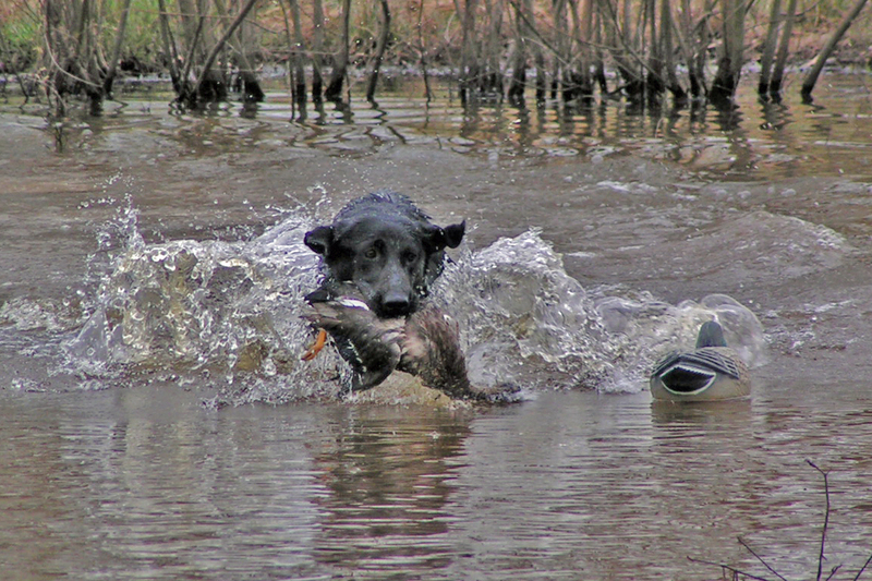 black labrador retriever at work; DISPLAY FULL IMAGE.