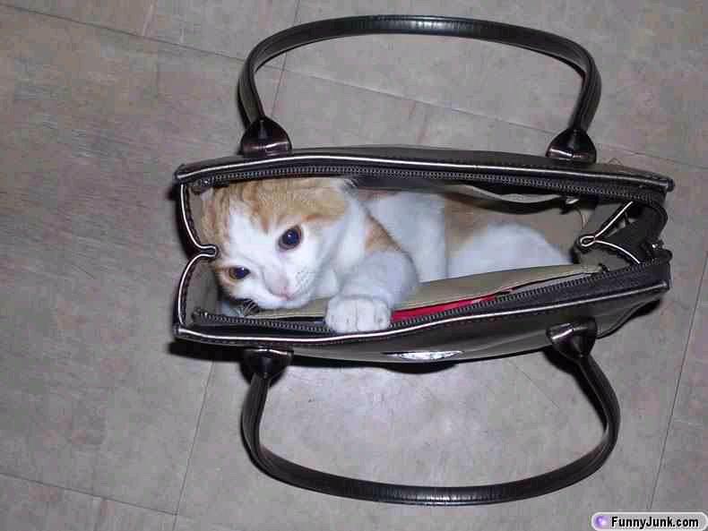 cat in a bag; DISPLAY FULL IMAGE.