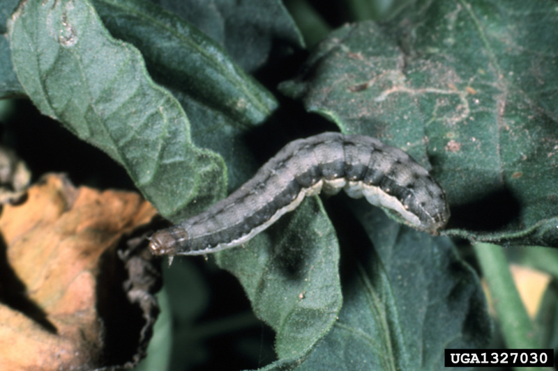 Beet Armyworm (Spodoptera exigua) caterpillar {!--파밤나방 애벌레-->; DISPLAY FULL IMAGE.