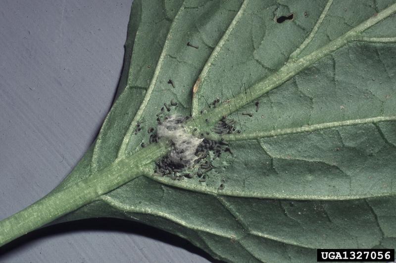 Beet Armyworm (Spodoptera exigua) egg mass {!--파밤나방 알집-->; DISPLAY FULL IMAGE.