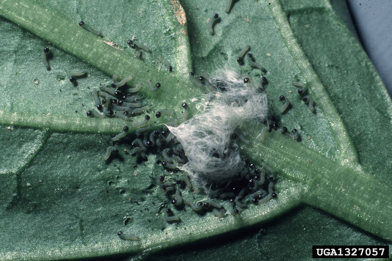 Beet Armyworm (Spodoptera exigua) egg mass {!--파밤나방 알집-->; DISPLAY FULL IMAGE.