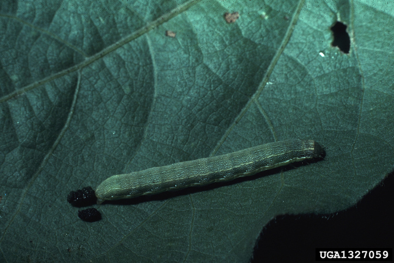 Beet Armyworm (Spodoptera exigua) caterpillar {!--파밤나방 애벌레-->; DISPLAY FULL IMAGE.