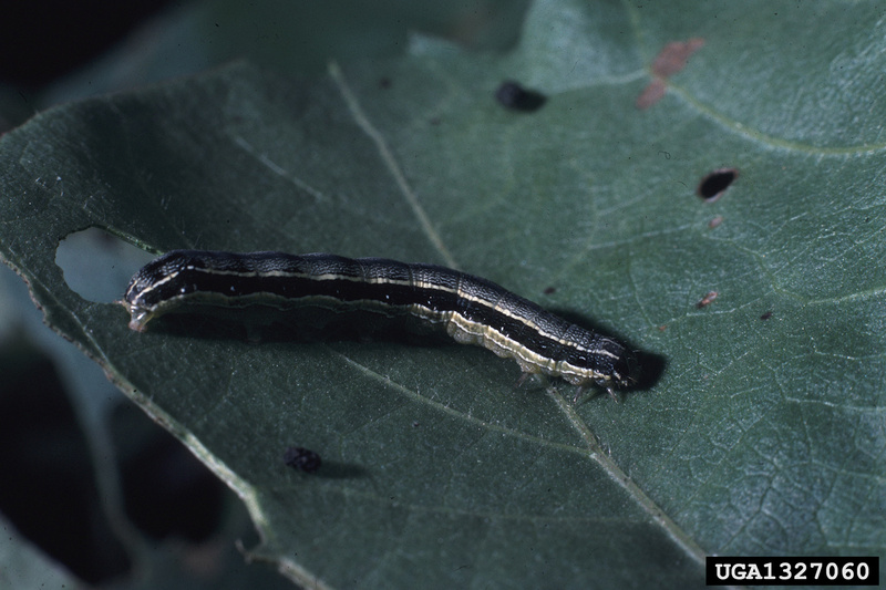 Beet Armyworm (Spodoptera exigua) caterpillar {!--파밤나방 애벌레-->; DISPLAY FULL IMAGE.